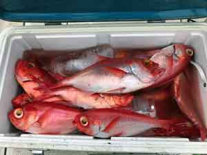Golden-eyed bream in a large amount in a cooler box