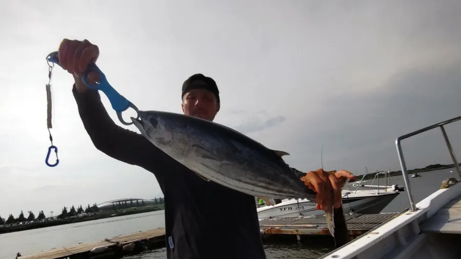 釣り上げたカツオ