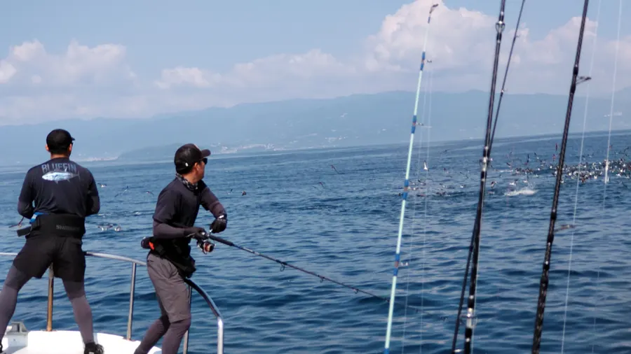 大量のキハダマグロに群れにルアーを投げる