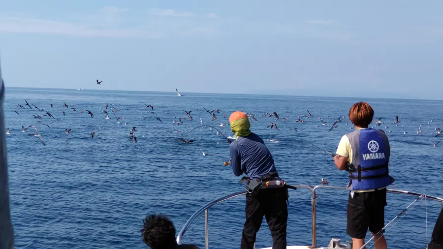 キハダマグロの群れにルアーを投げている様子