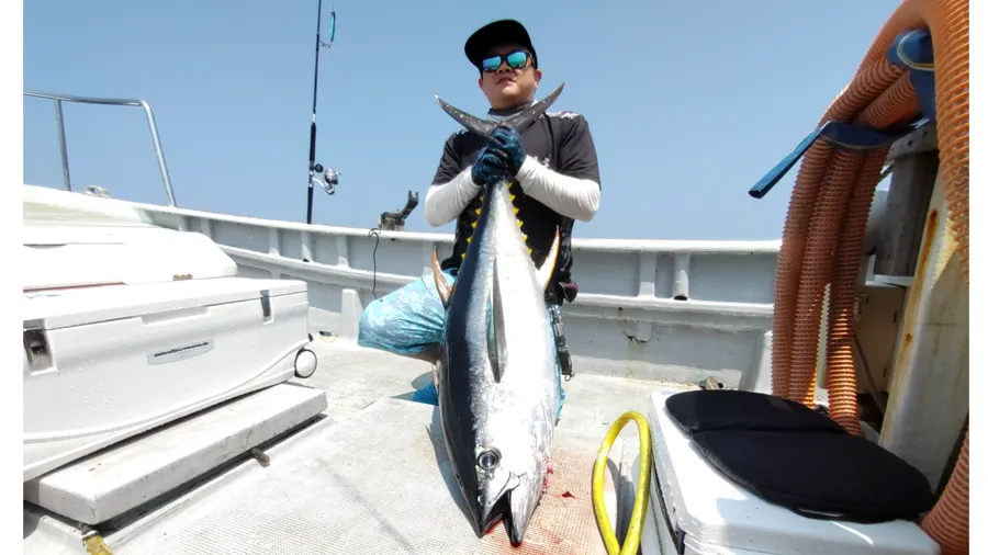 見事に巨大なキハダマグロを釣りました