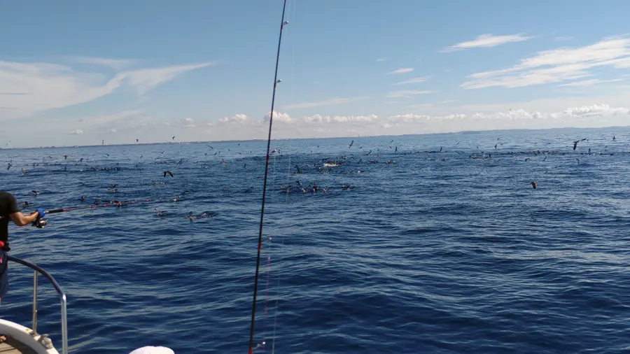 相模湾マグロとトビウオの様子