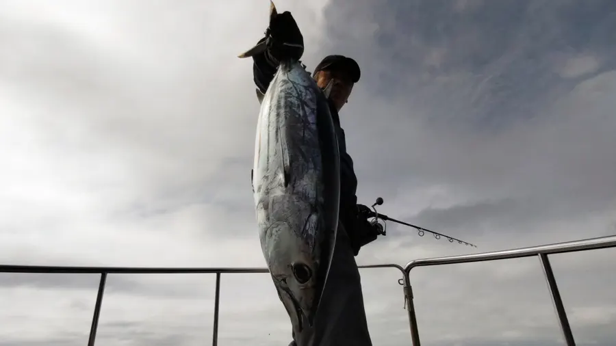 大きなカツオも釣れた写真